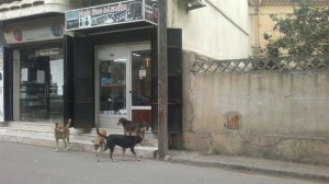 chien-a-cherchell3