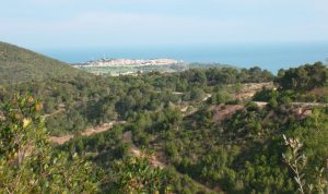 foret-cherchell6